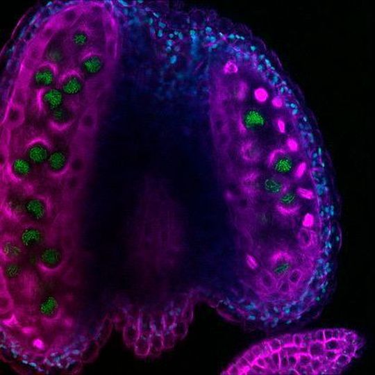Staubbeutel-Hälften einer Arabidopsis-Blüte. In ihnen liegen die Zellen, welche die Meiose durchlaufen. Damit die verschiedenen Zellbausteine besser sichtbar sind, wurden sie fluoreszierend markiert. Staubbeutel-Hälften einer Arabidopsis-Blüte. In ihnen liegen die Zellen, welche die Meiose durchlaufen. Damit die verschiedenen Zellbausteine besser sichtbar sind, wurden sie fluoreszierend markiert.