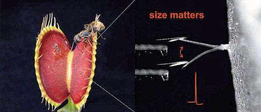 Die Venusfliegenfalle erkennt die Größe ihrer Beute. Zu kleine Insekten (links) sind nicht in der Lage die nötige Kraft aufzubringen, um das sensorische Haar der Pflanze zu stimulieren (rechts) und damit den Fangmechanismus auszulösen.