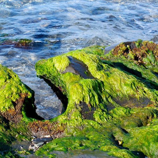 Researchers developeded a new, highly efficient system for removing water from algae biomass. Researchers developeded a new, highly efficient system for removing water from algae biomass.