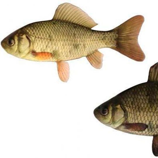 The crucian carp lower down has lived near predators, and is bigger (in height). The crucian carp lower down has lived near predators, and is bigger (in height).