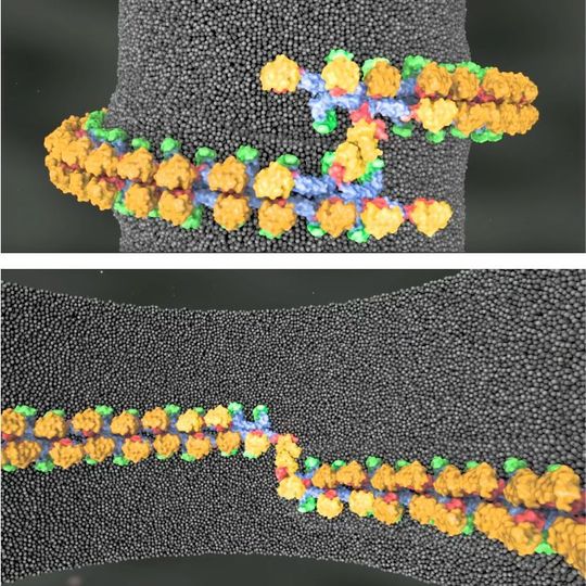 Domänen des Mgm1-Proteins: der Motor ( orange), der Hebel (rot), der Stiel (blau) und das neu entdeckte Paddel (grün). Für mehr Details, das Bild anklicken. Domänen des Mgm1-Proteins: der Motor ( orange), der Hebel (rot), der Stiel (blau) und das neu entdeckte Paddel (grün). Für mehr Details, das Bild anklicken.