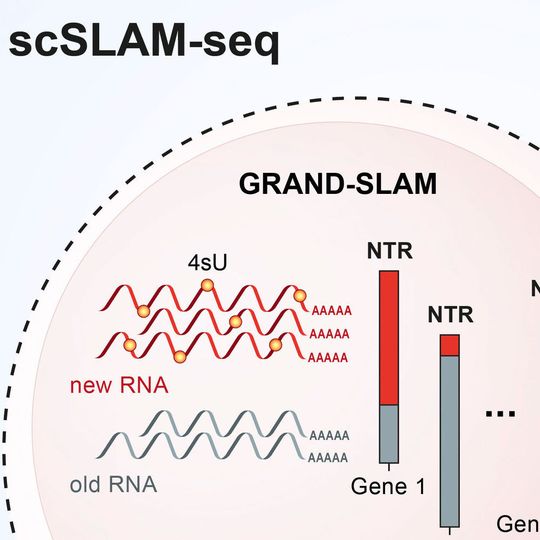 Grafische Darstellung der Einzelanalyse mittels scSLAM-seq. Grafische Darstellung der Einzelanalyse mittels scSLAM-seq.