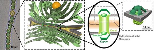 Die Verbindungen von Anabaena-Zellen (l.) verfügen über spezifische Kanäle, deren Aufbau (3. Bild v.l.) ETH-Forscher erstmals hochaufgelöst aufklärten.