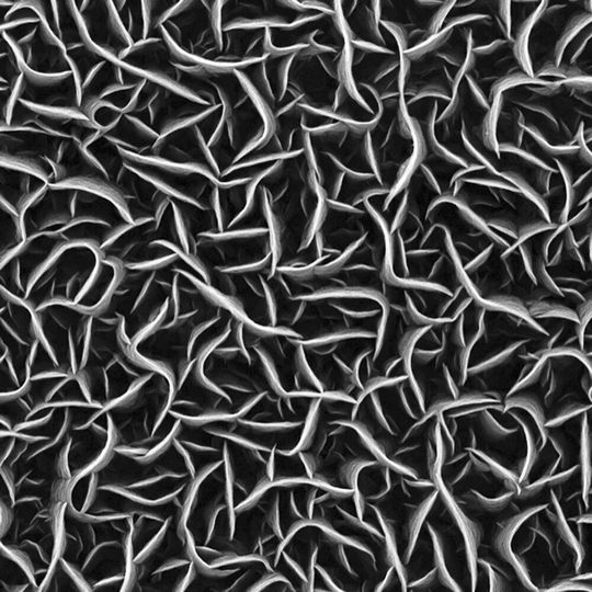 Rasterelektronenmikroskopische Aufnahme der nur wenige Nanometer dünnen Wände aus Kohlenstoff. Rasterelektronenmikroskopische Aufnahme der nur wenige Nanometer dünnen Wände aus Kohlenstoff.
