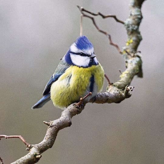 Die Blaumeise und andere verbreitete Vogelarten passen sich an Umweltveränderungen an – aber vermutlich nicht schnell genug. Die Blaumeise und andere verbreitete Vogelarten passen sich an Umweltveränderungen an – aber vermutlich nicht schnell genug.