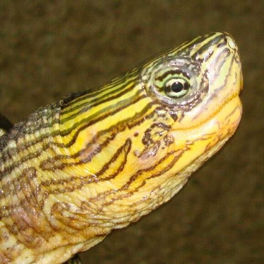 Impulsive purchasing is the main reason for the release of exotic animals and some of the abandoned species can become a real threat to the biodiversity. Impulsive purchasing is the main reason for the release of exotic animals and some of the abandoned species can become a real threat to the biodiversity.