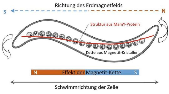 Abb.5: Die schematische Darstellung zeigt die Magnetosomen-Kette, die wie ein Stabmagnet wirkt und durch MamY (rot) in die richtige Position parallel zur Längsachse der Zelle gebracht wird.