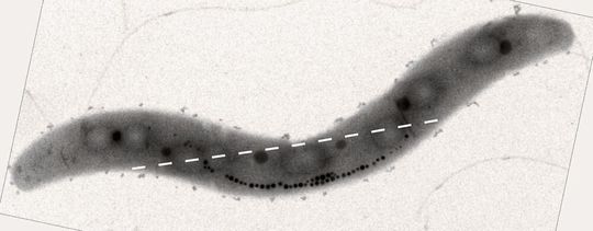 Abb.3: Elektronenmikroskopische Aufnahme: Zellen ohne MamY platzieren ihre Kette aus Magnetitkristallen falsch. Die Bildung einer geraden Kompassnadel (gestrichelte Linie) und damit die Navigation im Erdmagnetfeld ist gestört.
