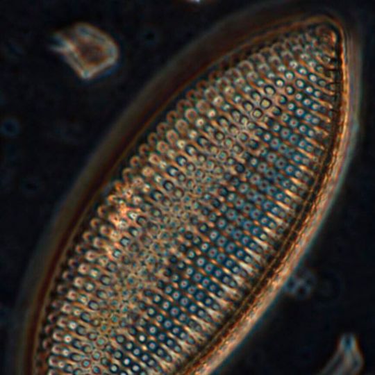There are thousands of different diatom species in the Baltic Sea, and each one of those species can be identified due to their unique siliceous structures. There are thousands of different diatom species in the Baltic Sea, and each one of those species can be identified due to their unique siliceous structures.