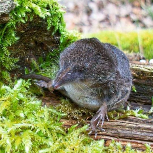 In der Spitzmaus entdeckten Wissenschaftler ein ungewöhnliches Hepatitis-B-Virus, das zum besseren Verständnis der Krankheit beitragen kann. In der Spitzmaus entdeckten Wissenschaftler ein ungewöhnliches Hepatitis-B-Virus, das zum besseren Verständnis der Krankheit beitragen kann.
