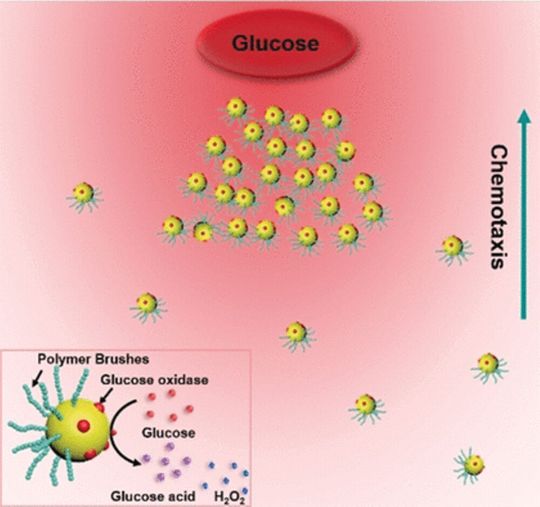Forscher haben kollektives chemotaktisches Verhalten an künstlichen Gold-Nanokugeln nachgeahmt. Forscher haben kollektives chemotaktisches Verhalten an künstlichen Gold-Nanokugeln nachgeahmt.