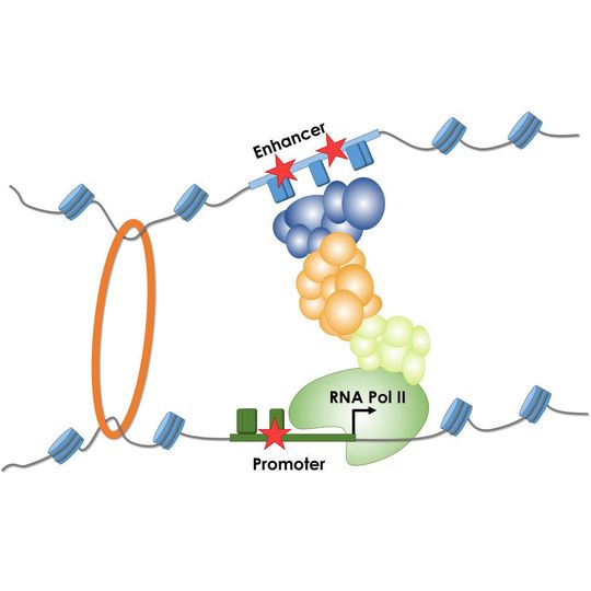 Die Abbildung veranschaulicht das Ablesen eines Genes durch RNA Polymerase II und die Bedeutung von Steuerelementen (Promoter- und Enhancer). Mutationen (Stern) beeinflussen die Bindung verschiedener Proteine und Protein-Komplexe an diesen Promoter und Enhancer-Sequenzen, wodurch die Menge an produzierter RNA verändert werden kann. Die Abbildung veranschaulicht das Ablesen eines Genes durch RNA Polymerase II und die Bedeutung von Steuerelementen (Promoter- und Enhancer). Mutationen (Stern) beeinflussen die Bindung verschiedener Proteine und Protein-Komplexe an diesen Promoter und Enhancer-Sequenzen, wodurch die Menge an produzierter RNA verändert werden kann.