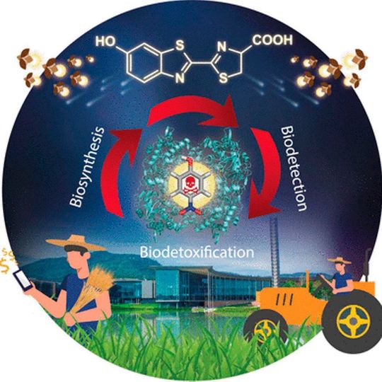 Schadstoffe wie Chlor- und Nitrophenole wandeln sich in enzymkatalysierten Reaktionen vollständig in den Glühwürmchen-Leuchststoff Luciferin um. Schadstoffe wie Chlor- und Nitrophenole wandeln sich in enzymkatalysierten Reaktionen vollständig in den Glühwürmchen-Leuchststoff Luciferin um.
