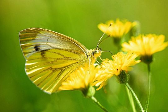 Zur Bestäubung tragen Insekten Pollen von Blüte zu Blüte. Was dabei mit den Pollen genau passiert, haben Wissenschaftler der Universität Kiel untersucht.