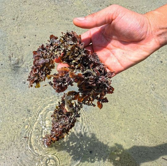 Macroalgae like this seaweed sequester carbon and can sink to deep depths of the ocean. Macroalgae like this seaweed sequester carbon and can sink to deep depths of the ocean.