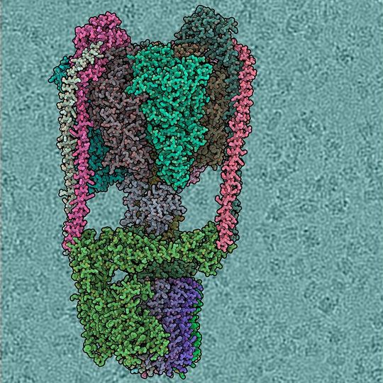 Kryo-EM Struktur der T. thermophilus V/A-type ATP Synthase. Der Hintergrund zeigt eine Rohversion des Kryo-EM Mikrobildes – einzelne ATPase Moleküle sind sichtbar. Kryo-EM Struktur der T. thermophilus V/A-type ATP Synthase. Der Hintergrund zeigt eine Rohversion des Kryo-EM Mikrobildes – einzelne ATPase Moleküle sind sichtbar.