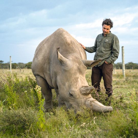 Scientists Successfully Fertilize Eggs from Northern White Rhino