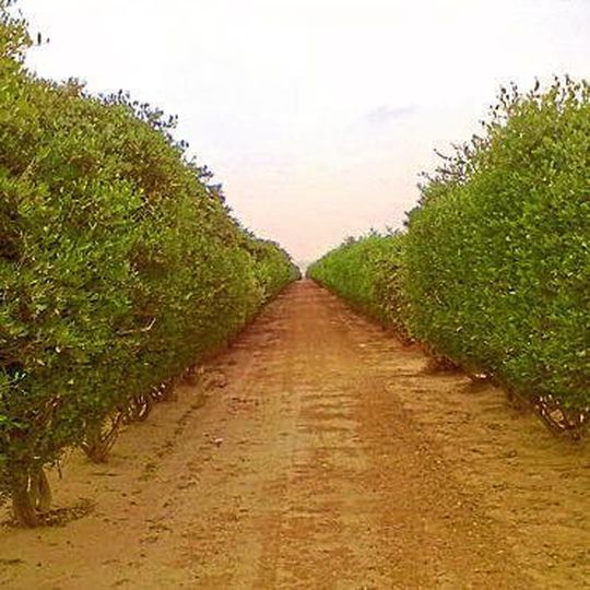 Jojoba-Plantagen: Eine Studie der Universität Hohenheim zeigt, wo sie am effektivsten dazu beitragen können, dem Klimawandel entgegenzuwirken. Jojoba-Plantagen: Eine Studie der Universität Hohenheim zeigt, wo sie am effektivsten dazu beitragen können, dem Klimawandel entgegenzuwirken.