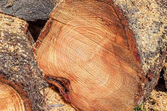 Für die Analyse von Monosacchariden und Uronsäuren, die aus Holz gewonnen wurden, sind empfindliche Methoden nötig.