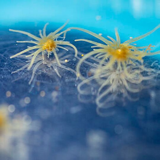Aiptasia is often used as a model for reef-building corals. Aiptasia is often used as a model for reef-building corals.