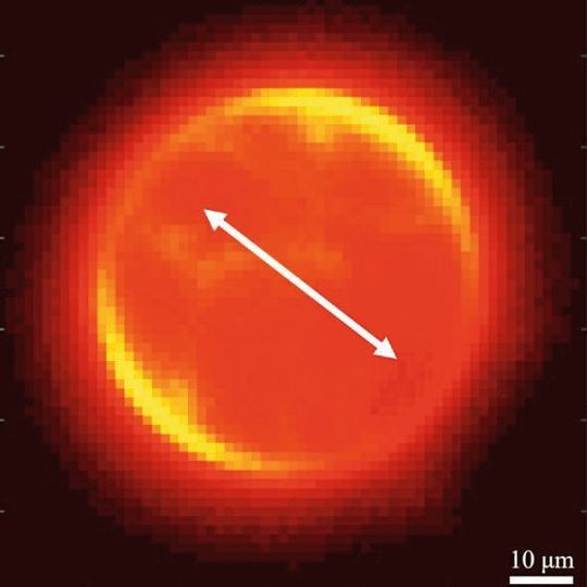 Eine farbstoffmarkierte Membran, die unter polarisiertem Licht gesehen wird (Pfeil). Dies zeigt, dass die Moleküle entlang des Umfangs der Membran ausgerichtet sind. Eine farbstoffmarkierte Membran, die unter polarisiertem Licht gesehen wird (Pfeil). Dies zeigt, dass die Moleküle entlang des Umfangs der Membran ausgerichtet sind.
