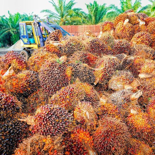 Als einer der weltweit führenden Verarbeiter für Palmprodukte hat sich BASF verpflichtet, regelmäßig über den Fortschritt und die Zusammenarbeit entlang der Wertschöpfungskette zu berichten. Als einer der weltweit führenden Verarbeiter für Palmprodukte hat sich BASF verpflichtet, regelmäßig über den Fortschritt und die Zusammenarbeit entlang der Wertschöpfungskette zu berichten.