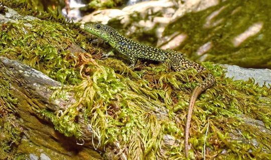 Die Waldeidechse (Zootoca vivipara) ist am stärksten an relativ kühle und feuchte Lebensräume angepasst.