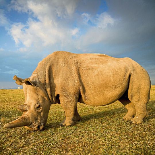 Nashornweibchen Najin im Ol Pejeta Conservancy in Kenia Nashornweibchen Najin im Ol Pejeta Conservancy in Kenia