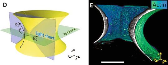 links: Beispielgeometrie des Substrates mit den minimalen und maximalen Krümmungen; rechts: 3D Bild von Actin-Fasern auf dem Substrat.