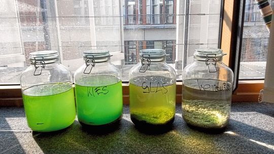 Abb.5: Vergleich des Algenwachstums auf verschiedenen Filtermaterialien (v.l.): Poolwasser ohne Filtermaterial, mit Kies, mit Glasperlen und mit dem entwickelten weißen Granulat.