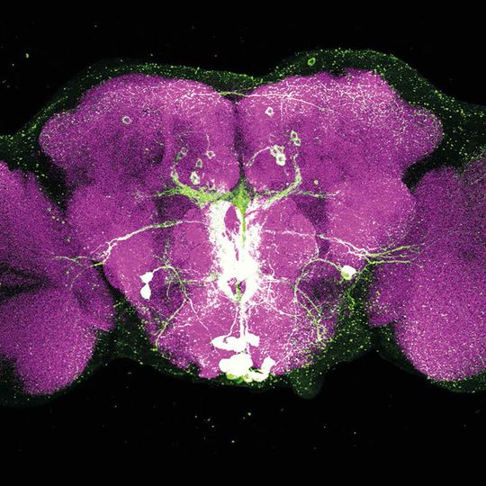 Bild eines Drosophila-Gehirns: Magenta eingefärbt sind unbeteiligte Synapsen im Gehirn der Fliege. Die grün hervorgehobenen Nervenzellen nutzen den Botenstoff Octopamin, um Signale aus dem Stammhirn der Fliege zu übertragen. Die grünen und weissen Färbungen zeigen damit Signalwege im Gehirn der Fliege. Bild eines Drosophila-Gehirns: Magenta eingefärbt sind unbeteiligte Synapsen im Gehirn der Fliege. Die grün hervorgehobenen Nervenzellen nutzen den Botenstoff Octopamin, um Signale aus dem Stammhirn der Fliege zu übertragen. Die grünen und weissen Färbungen zeigen damit Signalwege im Gehirn der Fliege.