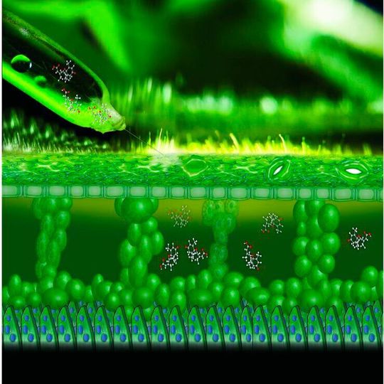 The Ion pump consists of an electrode made from a conducting polymer inside a tiny container connected to a channel based on a polymer electrolyte. The Ion pump consists of an electrode made from a conducting polymer inside a tiny container connected to a channel based on a polymer electrolyte.