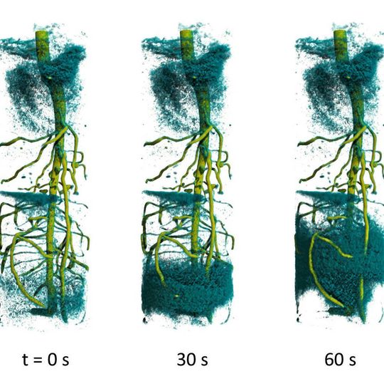 Die zeitaufgelöste 3D-Neutronentomographie zeigt den Aufstieg von deuteriertem Wasser im Wurzelsystem einer Lupinenpflanze. Die zeitaufgelöste 3D-Neutronentomographie zeigt den Aufstieg von deuteriertem Wasser im Wurzelsystem einer Lupinenpflanze.
