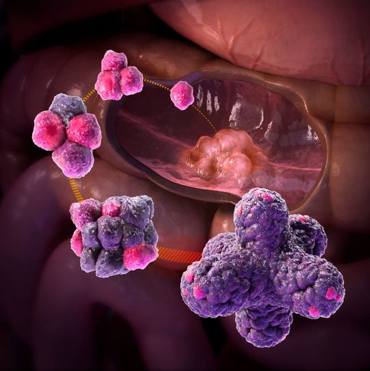 Artist’s view of the process of growing organoids from adult intestinal stem cells. Artist’s view of the process of growing organoids from adult intestinal stem cells.