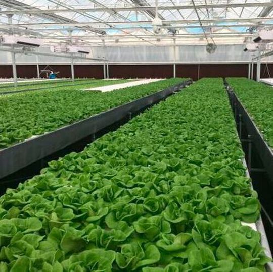 China’s consumption of fresh fruit and vegetables has increased in recent years, and attention has shifted rapidly to ensuring a safe, secure food supply. China’s consumption of fresh fruit and vegetables has increased in recent years, and attention has shifted rapidly to ensuring a safe, secure food supply.