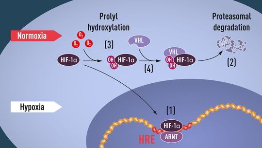 When oxygen levels are low (hypoxia), HIF-1α is protected from degradation and accumulates in the nucleus, where it associates with ARNT and binds to specific DNA sequences (HRE) in hypoxia-regulated genes (1). At normal oxygen levels, HIF-1α is rapidly degraded by the proteasome (2). Oxygen regulates the degradation process by the addition of hydroxyl groups (OH) to HIF-1α (3). The VHL protein can then recognize and form a complex with HIF-1α leading to its degradation in an oxygen-dependent manner (4).