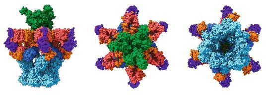 Modell des jetzt entschlüsselten Sekretionssystems des Mycobacterium smegmatis. Gut zu erkennen ist in seinem Zentrum die Pore. über die die Nanomaschine eine Vielzahl an spezialisierten Effektorproteinen ausscheiden kann. Modell des jetzt entschlüsselten Sekretionssystems des Mycobacterium smegmatis. Gut zu erkennen ist in seinem Zentrum die Pore. über die die Nanomaschine eine Vielzahl an spezialisierten Effektorproteinen ausscheiden kann.