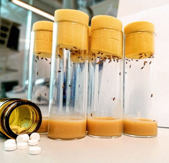 Die Fruchtfliege Drosophila melanogaster entwickelt sich innerhalb von zehn Tagen vom Ei zum ausgewachsenen Insekt. Die Fruchtfliege Drosophila melanogaster entwickelt sich innerhalb von zehn Tagen vom Ei zum ausgewachsenen Insekt.