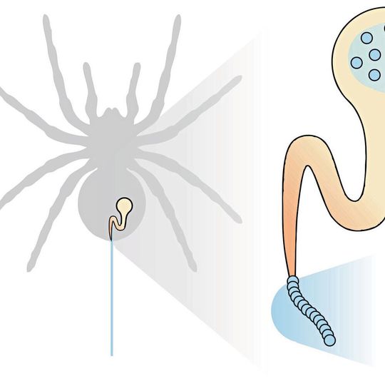Spinnenseide besteht aus einzelnen Proteinen, die sich durch mechanische und chemische Einflüsse zusammenlagern (Ausschnitt). Spinnenseide besteht aus einzelnen Proteinen, die sich durch mechanische und chemische Einflüsse zusammenlagern (Ausschnitt).