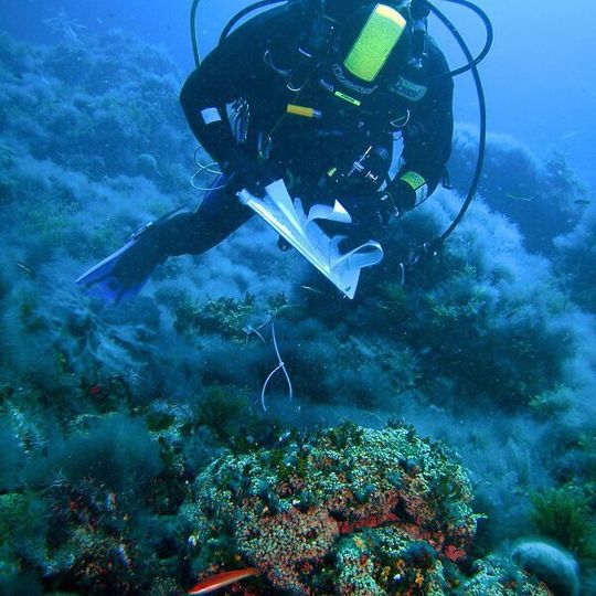 Since 2002, Diego Kersting and Cristina Linares have been monitoring 250 coral colonies in the marine reserve in Columbrets. Since 2002, Diego Kersting and Cristina Linares have been monitoring 250 coral colonies in the marine reserve in Columbrets.