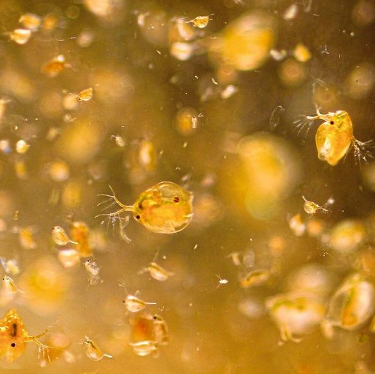Pestizide können bereits in geringsten Konzentrationen Wirkungen auf sensitive Individuen haben. Das zeigen u.a. die Versuche mit Wasserflöhen. Pestizide können bereits in geringsten Konzentrationen Wirkungen auf sensitive Individuen haben. Das zeigen u.a. die Versuche mit Wasserflöhen.