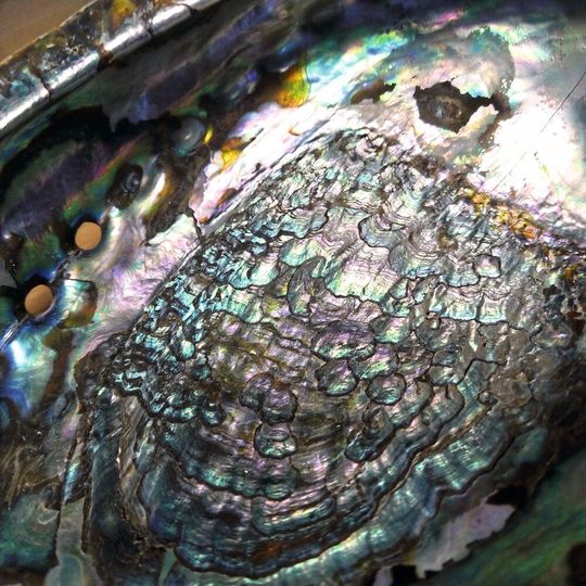 FAU-Wissenschaftler haben zusammen mit internationalen Kolleginnen und Kollegen das Rätsel um die Härte von Perlmutt (im Bild das Perlmutt einer Abalone-Schnecke) geknackt. FAU-Wissenschaftler haben zusammen mit internationalen Kolleginnen und Kollegen das Rätsel um die Härte von Perlmutt (im Bild das Perlmutt einer Abalone-Schnecke) geknackt.