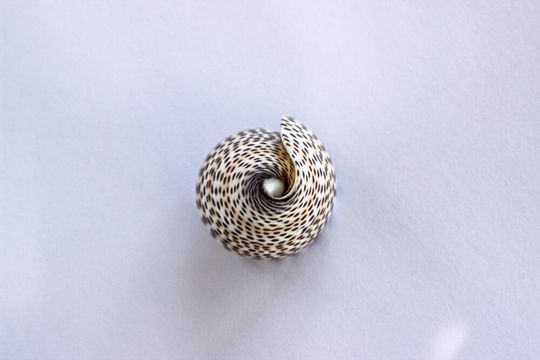 Die fleischfressenden Meeresschnecken sind bekannt für ihren Vergiftungsmechanismus, der den Tieren hilft, ihre Beute wie Fische oder Muscheln zu fangen und sich zu verteidigen. Die fleischfressenden Meeresschnecken sind bekannt für ihren Vergiftungsmechanismus, der den Tieren hilft, ihre Beute wie Fische oder Muscheln zu fangen und sich zu verteidigen.
