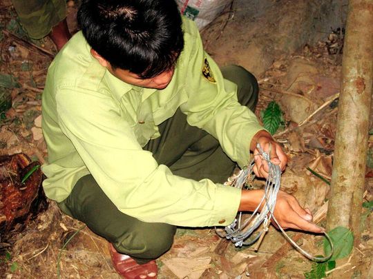 Entfernen von Schlingfallen in Vietnam Entfernen von Schlingfallen in Vietnam