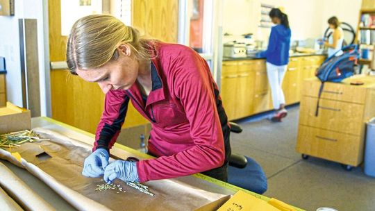 Dr. Eva Marie Muehe entfernt Reiskörner von den Halmen, um den Ertrag, den Arsengehalt und die Nährstoffgehalte zu bestimmen. Dr. Eva Marie Muehe entfernt Reiskörner von den Halmen, um den Ertrag, den Arsengehalt und die Nährstoffgehalte zu bestimmen.