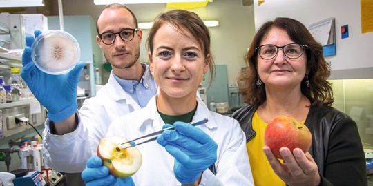 (v.r.) Gabriele Berg, Birgit Wassermann und Peter Kusstatscher vom Institut für Umweltbiotechnologie der TU Graz und dem Austrian Center of Industrial Biotechnology. Sie haben mit einer neuen Kombi-Methode die Haltbarkeit von Obst und Gemüse signifikant verbessert und Nachernteverluste minimiert. (v.r.) Gabriele Berg, Birgit Wassermann und Peter Kusstatscher vom Institut für Umweltbiotechnologie der TU Graz und dem Austrian Center of Industrial Biotechnology. Sie haben mit einer neuen Kombi-Methode die Haltbarkeit von Obst und Gemüse signifikant verbessert und Nachernteverluste minimiert.