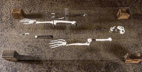 Aus den Fossilien rekonstruierte das Team den Aufbau weiterer Knochen. Aus den Fossilien rekonstruierte das Team den Aufbau weiterer Knochen.