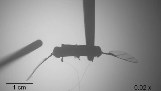 Robo Bees können Kollisionen mit umgebenden Hindernissen wahrnehmen und aushalten, wie hier mit einem Schlagflügel, der wiederholt mit einem Hindernis kollidiert.