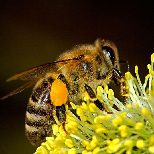 Up to 30 % of the food we eat is directly or indirectly dependent on pollination by bees. Up to 30 % of the food we eat is directly or indirectly dependent on pollination by bees.