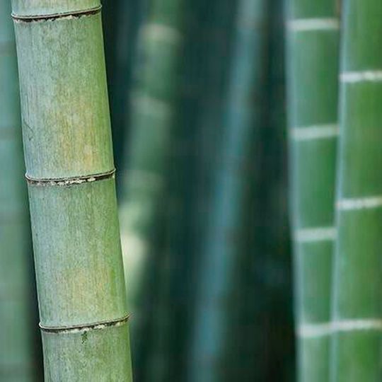 Visualising heat flow in bamboo could help design more energy-efficient and fire-safe buildings. Visualising heat flow in bamboo could help design more energy-efficient and fire-safe buildings.